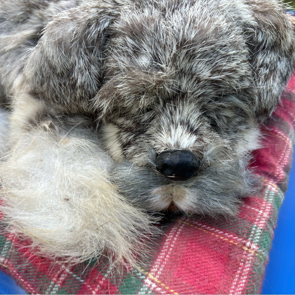 2006 Westminster Sleeping Puppy Dog Rabbit Fur schnauzer On Red Plaid Bed 9"x12"